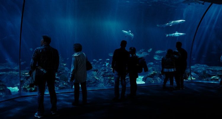 shedd aquarium announces free